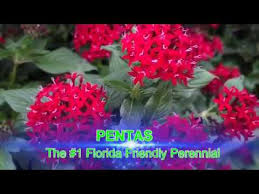 Send plants that are grown in socially and environmentally responsible ways from farmers we these environmentally friendly plants are grown on farms that follow socially responsible practices to help better our world. Pentas Florida Friendly Plant Youtube