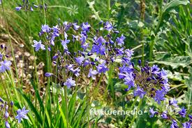 Image result for Agapanthus campanulatus