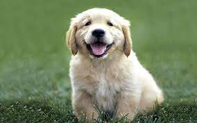 Developed in the 1860s to be swimmers & retrievers, these pups love doing both of those things! Hd Wallpaper Golden Retriever Puppy Dogs Labrador Color Grass Pets Cute Wallpaper Flare