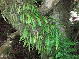 Image result for Loxogramme