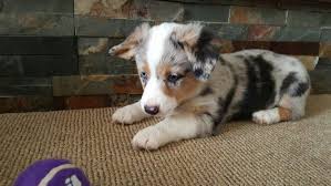 Auggie puppies for sale texas overview. Australian Shepherd And Corgi Mix Augi Blue Merle Puppy Corgi Aussie Mix Australian Shepherd Corgi Corgi Mix Puppies
