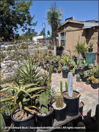 216 south rosemead boulevard, pasadena, ca 91107, united states phone: California Cactus Center In Pasadena