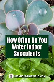 Again, your conditions will dictate how often succulents will need water. How Often To Water Succulents Inside How To Water Succulents Planting Succulents Succulents