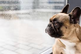 A guide to bad smelling cats, including bad breath, and smelly ears! Dog Ear Disease Airport Veterinary Center