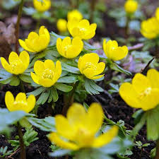 We did not find results for: Eranthis Cilicica X 25 Clarenbridge Garden Centre