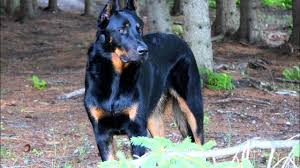 Check spelling or type a new query. Beauceron Dog Breed Pictures Info Care Guide Traits Pet Keen