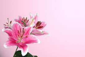 Flowers that represent death of a child. Flowers That Represent Death Flower Meaning