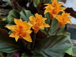Even a single plant can add a nice touch of color to an office. 15 Stunning Low Light Flowering Indoor Plants Smart Garden Guide