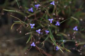 Image result for Murdannia semiteres