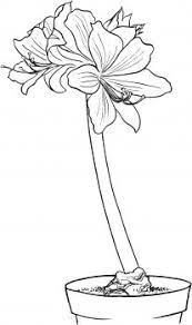 Hippeastrum Amaryllis Coloring Page Super Coloring Flower Coloring Pages Amaryllis Painting Coloring Pages