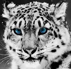 Animal World Aquatic Land Animals Home Facebook