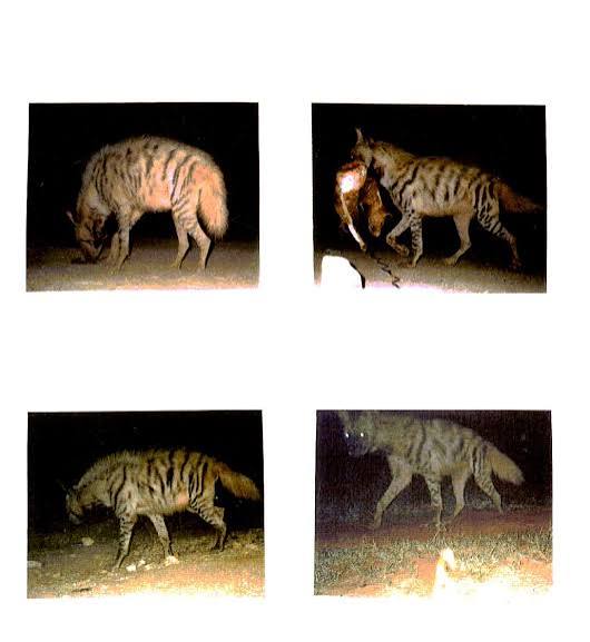 Wild India | Ecology of Striped Hyena | Diary - Tales from Wild India