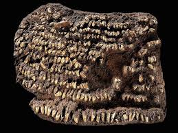 Potrivit environmental graffiti, iata zece dintre cele mai frumoase astfel de parcuri, care sunt foarte cautate si de turisti. Top 10 Cele Mai Vechi Obiecte Descoperite De Arheologi