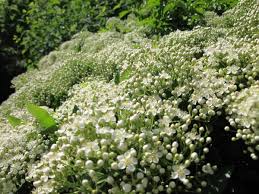 Maybe you would like to learn more about one of these? Piracanta Pyracantha Consigli Coltivazione E Cura