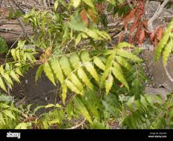 Image result for Harpephyllum afrum