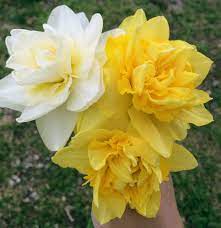 Daffodil Season In The Ozarks Daffodils Flowers Spring Flowering Bulbs