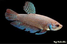 At the moment i have a male and female betta smaragdina in a tank together. Betta Smaragdina Emerald Betta Seriously Fish