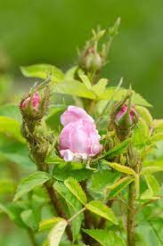 Tomorrowsplants.com is the website of a small nursery specialising in plants that i regard as spectacularly beautiful. Rose Deformities Causes Of Deformed Rose Leaves And Flowers