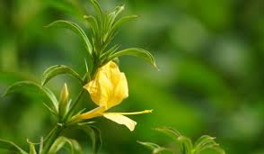 Image result for Barleria randii