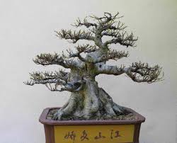 In this section you can have a go at making a virtual bonsai tree. Virtual Bonsai Show We Re Embassy Of Japan In Ottawa Facebook