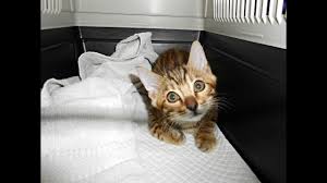 The best websites voted by users. Bengal Kitten First Day Home 12 Weeks Old Kaja Bengaal Cattery Youtube
