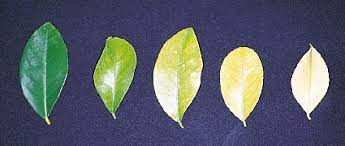 Under such conditions, iron required to form chlorophyll is unavailable to the plant. Listen To Your Lemons What Are Your Citrus Trees Trying To Tell You Globalnet Academy