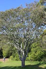 Image result for Calodendrum capense