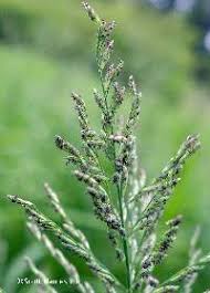 Image result for Dinebra