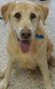 Adopted Meet Jake Jake Is A Wonderful 10yr Old Yellow Lab And Possibly Golden Retriever Mix Who Is Looking For A Nice Calm Home To Call His Own Jake Is Su