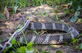 So far, the guinness book of world records confirms that the longest snake ever captured is just 32 feet long, while the heaviest snake kept in captivity is a burmese python from gurnee, ill, and it weighs 402 pounds. All About Cobra Snakes Reptiles Magazine