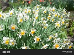 Narcissus Flowers Image & Photo (Free Trial) | Bigstock
