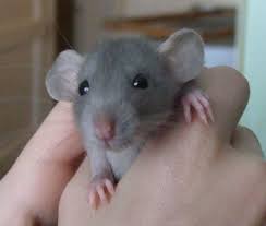 Dumbo Rats Uk Dumbo Rats Dumbo Rat Pet Rats Cute Rats
