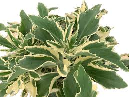 Image result for Kalanchoe laciniata