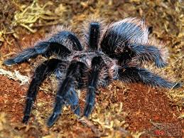 Check spelling or type a new query. My Tarantism Honduran Curly Hair Tarantula