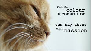 In fact, they were even regarded as gods in these times and treated with the utmost care and respect. Revealing Cat Colours Kate Sitka