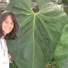 Image result for Terminalia randii