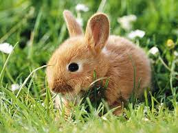 Baby Rabbit Cute Baby Animals Dwarf Rabbit Cute Animals