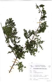 Image result for Newtonia hildebrandtii