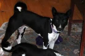 With time the breed moved down to central africa. What Colors Do Basenji Dogs Come In Standard Rare