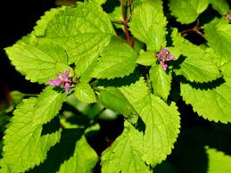 Image result for Ocimum labiatum