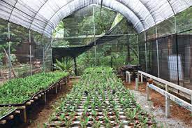 Orchid Flower Exporters Sri Lanka