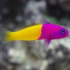 Ikan hias adalah jenis ikan baik habitat air tawar di udara dan di laut disimpan bukan untuk konsumsi tetapi untuk mempercantik taman / ruang. Ikan Hias Air Laut Ikan Cantik Shopee Indonesia