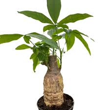 Image result for Pachira