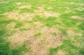 Il faut accepter les mauvaises herbes (je préfère le mot adventice) sur sa pelouse. Quelle Periode Pour Refaire Sa Pelouse