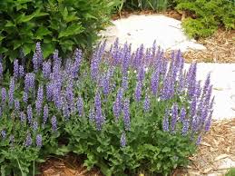 Check spelling or type a new query. Salvia Blue Hills 14cm Pot