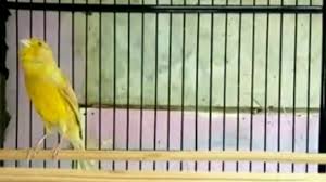 Bahkan karena keindahan suara dan bulunya, burung ini juga kerap kali dijadikan sebagai investasi dan diperlombakan. Kenari Isabel Gacor Volume Youtube