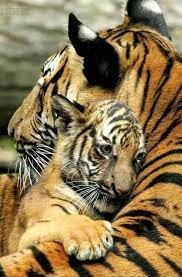 Pin On I Love Big Cats And I Can T Deny It