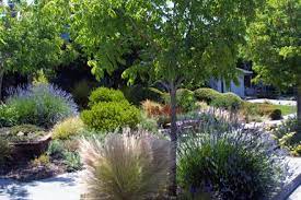 Sustainable Low Water Garden Design In San Jose California Tap Drought Resistant Landscaping Drought Tolerant Landscape Backyard Drought Tolerant Landscape