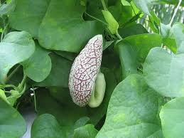 Image result for Aristolochia littoralis
