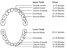 Tooth Eruption Chart